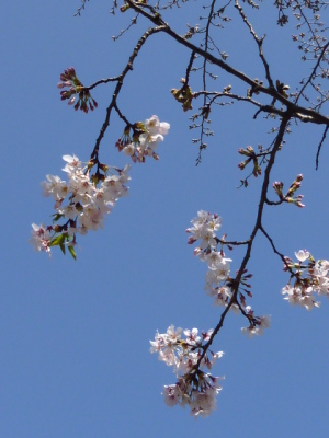 気の早い桜たち