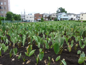 世田谷のイモ畑