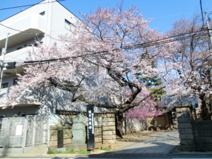 定点観測4月6日8分咲き 定点観測4月6日8分咲き
