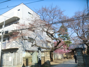 定点観測3月31日 定点観測3月31日