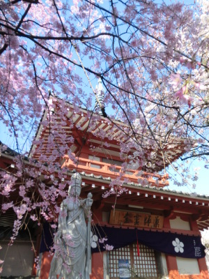 新井薬師境内4月6日 新井薬師境内4月6日