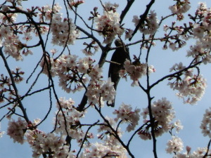 桜にヒヨドリ 桜にヒヨドリ