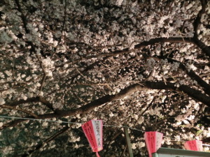 目黒川の夜桜 目黒川の夜桜