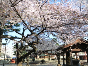 葉桜化、進む境内の桜 葉桜化、進む境内の桜