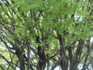 一面の緑