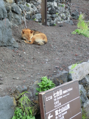 富士山犬発見