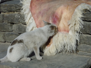 熱心に羊の皮を囓っている猫