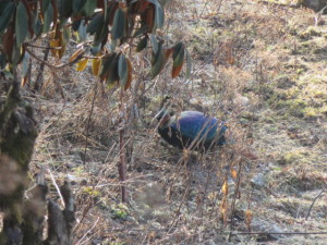 ネパールの国鳥ダフェ ネパールの国鳥ダフェ